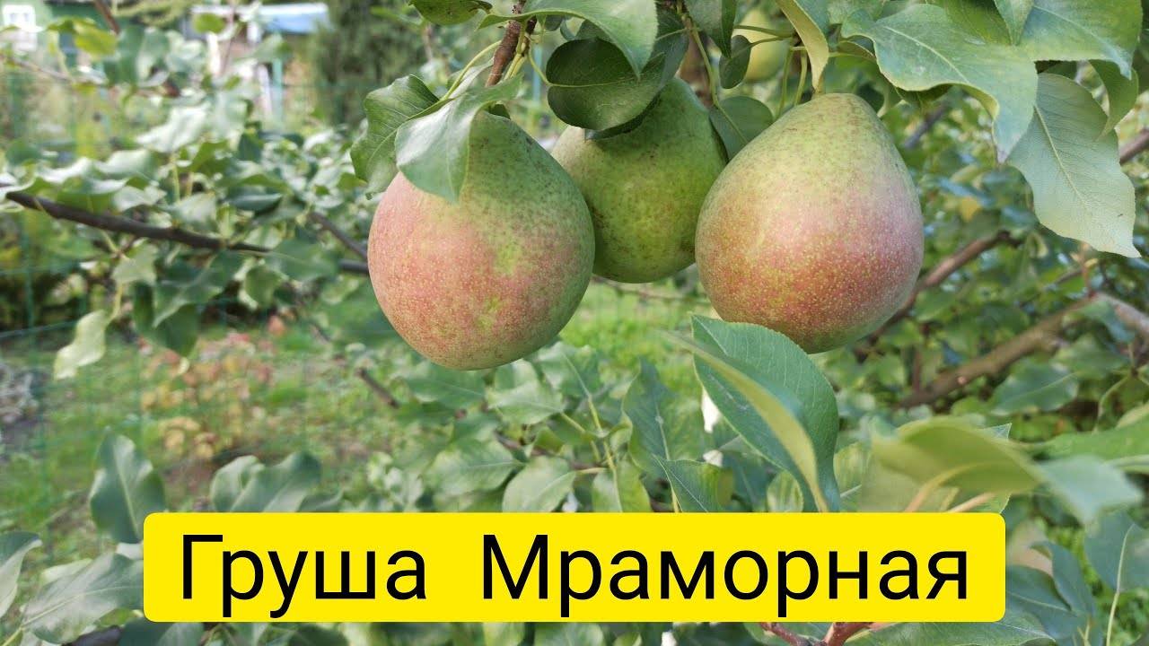 Груша мраморная фото и описание сорта фото