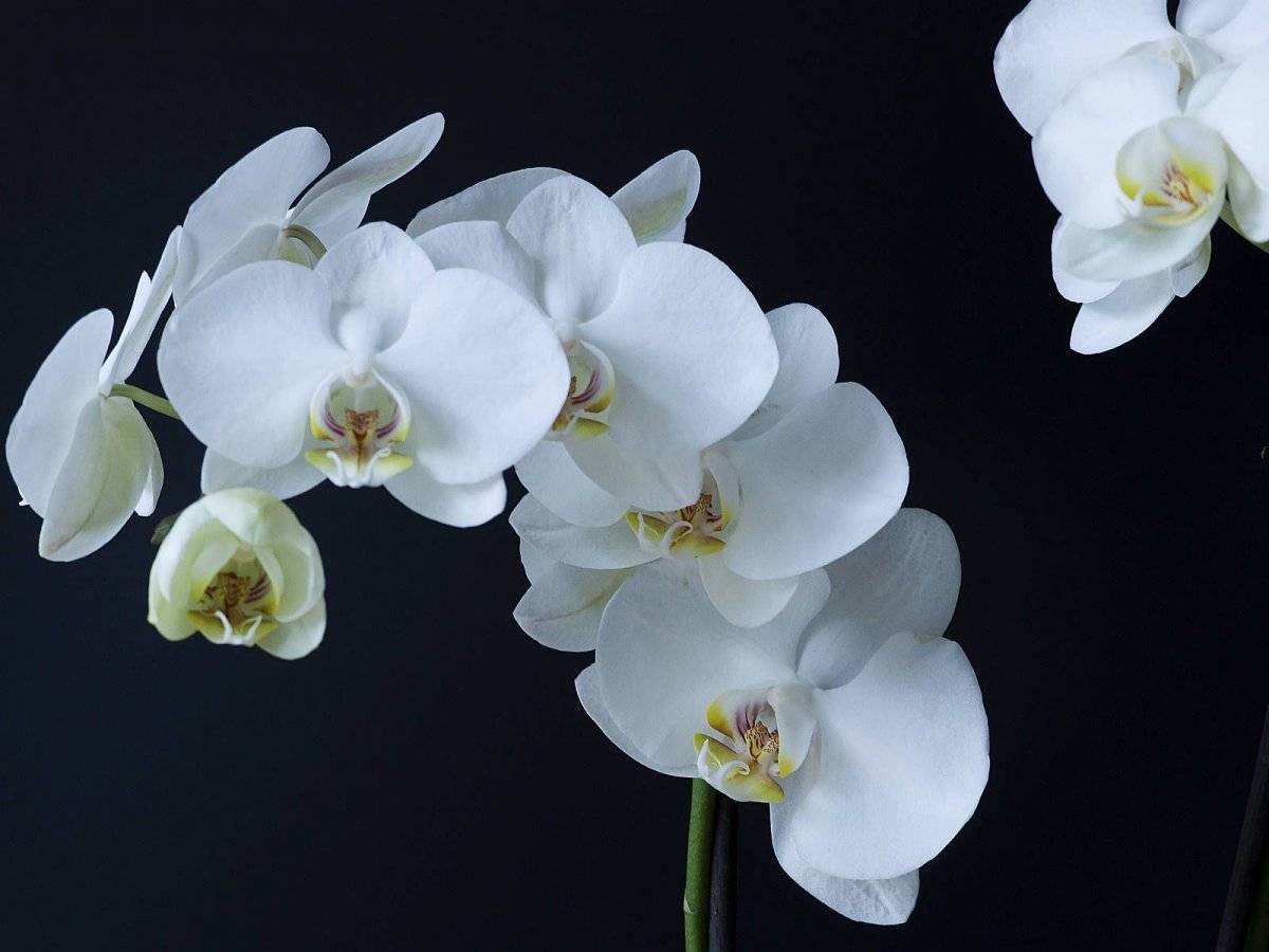 Белые орхидеи фаленопсисы и иные виды: особенности растений с такой окрасков цветов, список сортов и правила ухода за культурой в горшке в домашних условиях