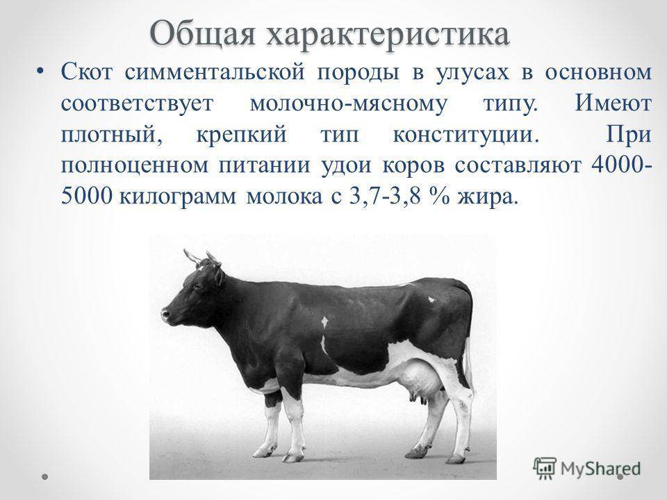 Симментальская порода коров (симментал) - характеристика быков, молочные крс