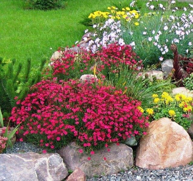 Цветок гвоздика – описание, виды и сорта, способы выращивания и размножения, посадка и уход (60+ фото & видео)