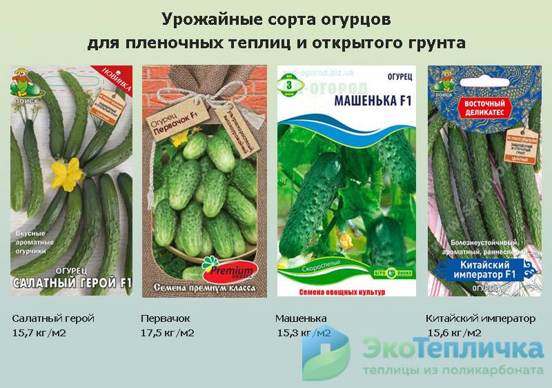 Семена овощей сибирской селекции - 7 самых урожайных сорта для сибири и северных районов, лучшие самоопыляющиеся огурцы