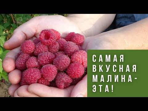 Малина сорт новость кузьмина