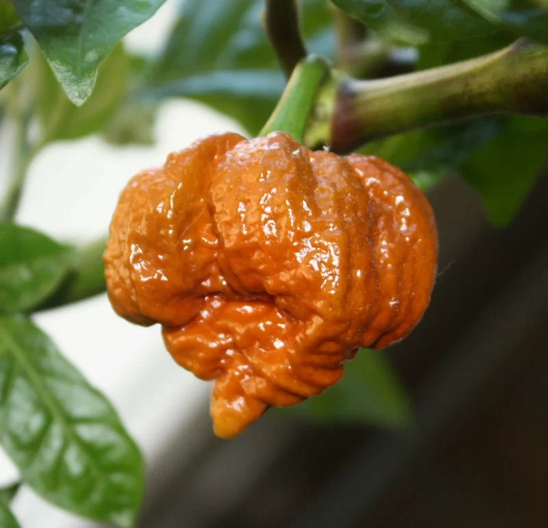 Перец скорпион тринидада (моруга): отзывы о выращивании семян, фото острых плодов, чем опасен