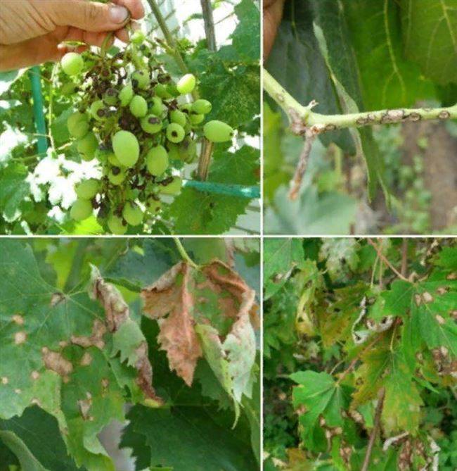 Антракноз винограда: меры борьбы и применение фунгицида