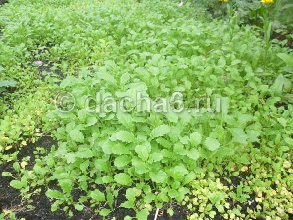 Горчица для огорода: как применять сидератом, польза и вред, для чего сеют растение на картошке, использование от сорняков и тли, удобрением, что нельзя делать