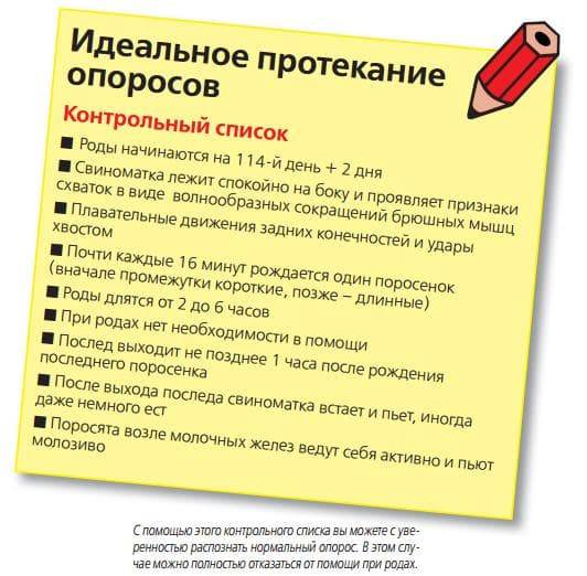 Сколько дней ходит беременная свинья: продолжительность беременности, сроки