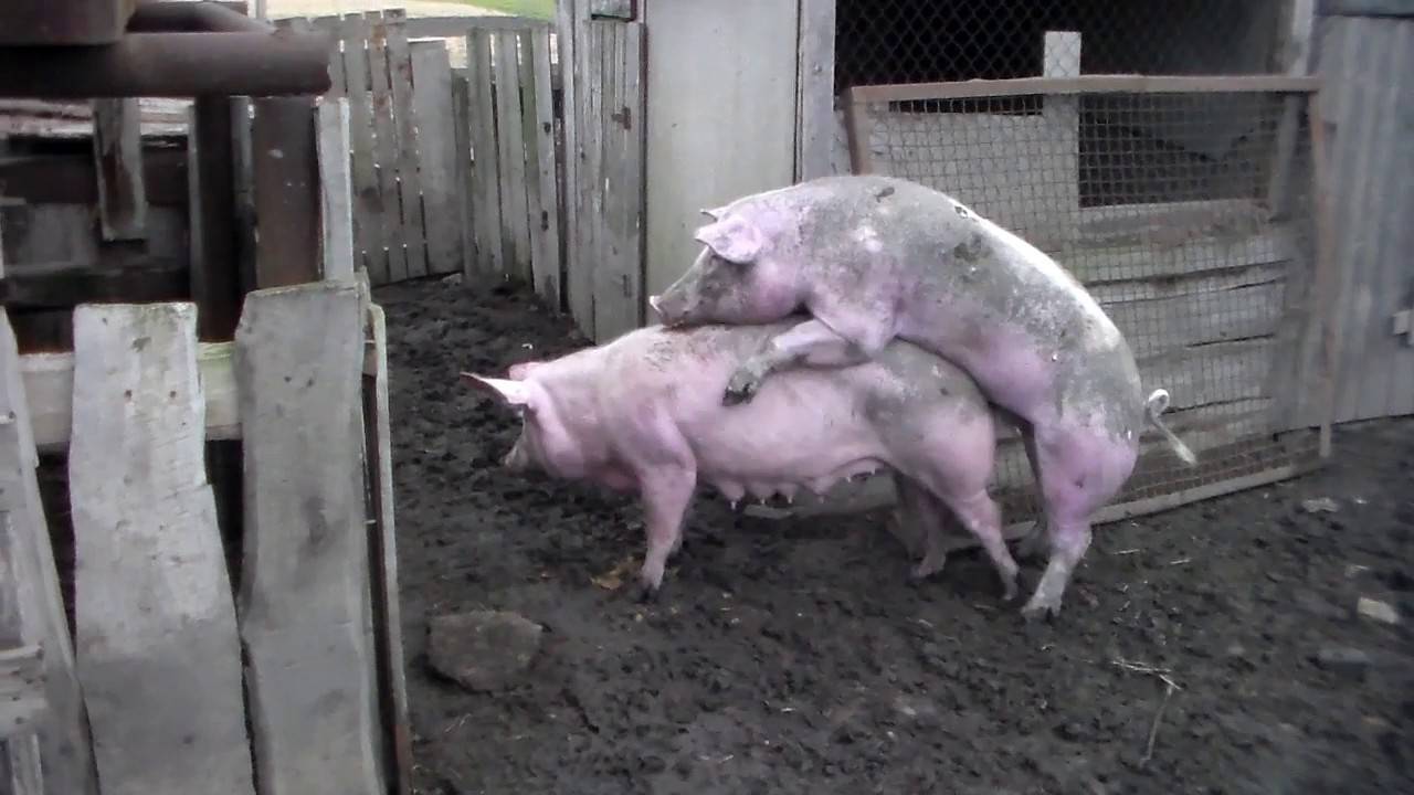 Покрытие свиньи