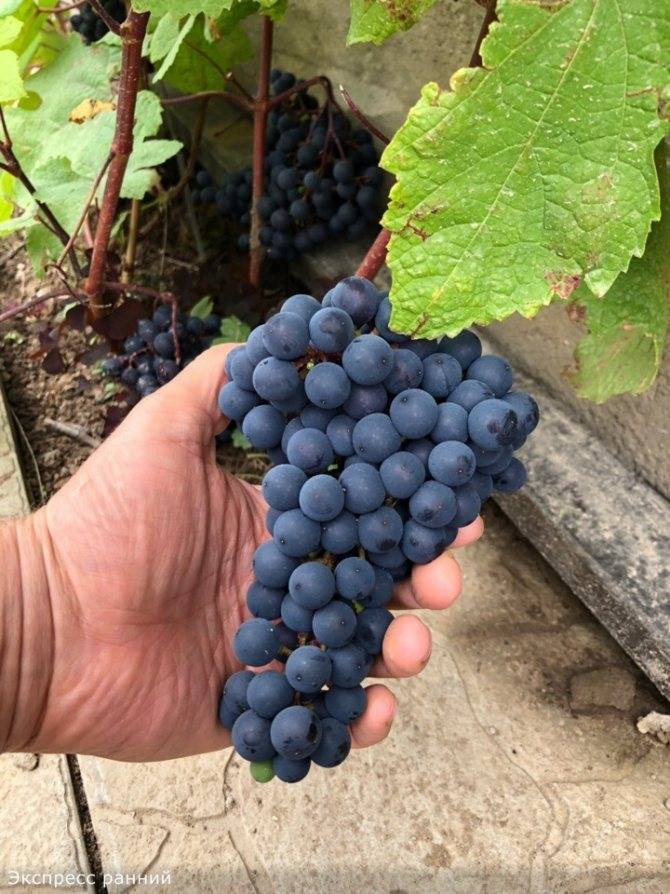 Виноград - альфа: описание сорта, фото, отзывы