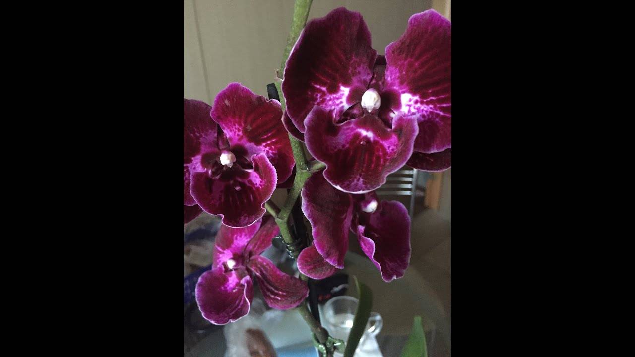 Орхидея фаленопсис биг лип: фото, что это такое и варианты окраски - оранжевый бархат