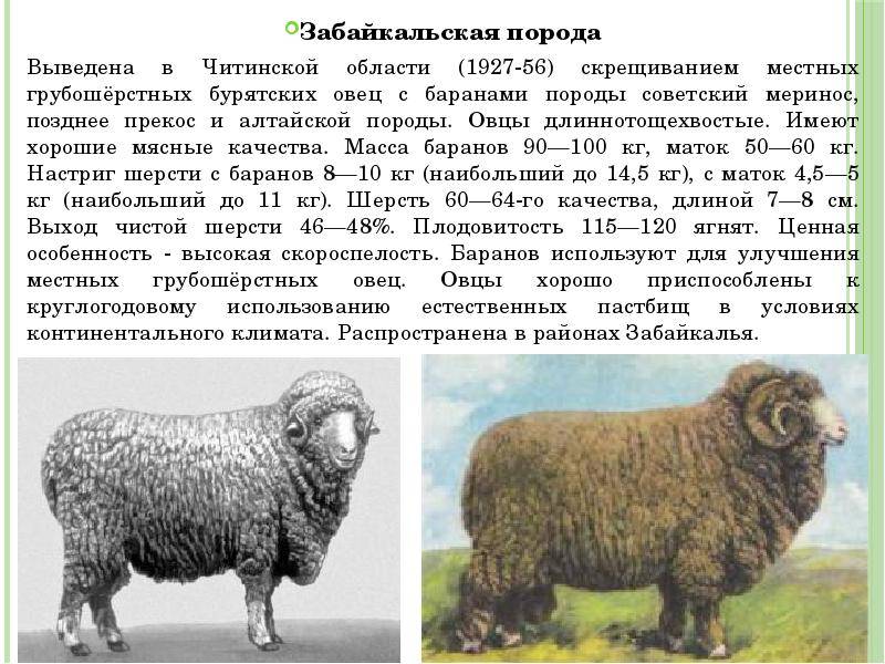 Овцы породы меринос: описание и характеристика, разведение на мясо и шерсть