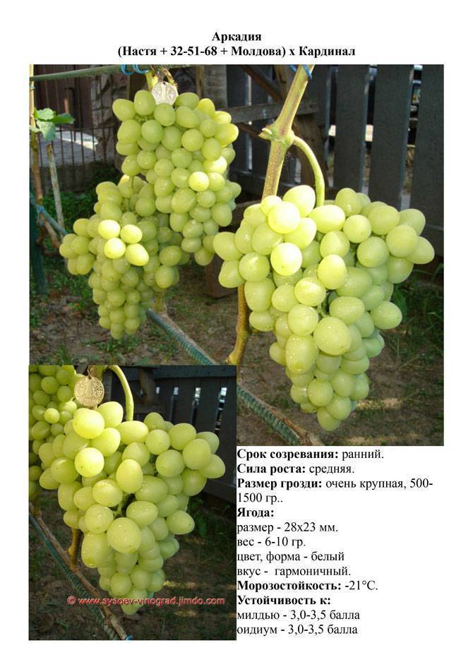 Первозванный виноград описание и фото