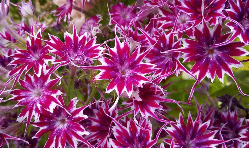Флокс «друммонда» — фото этих роскошных цветов и их выращивание в саду