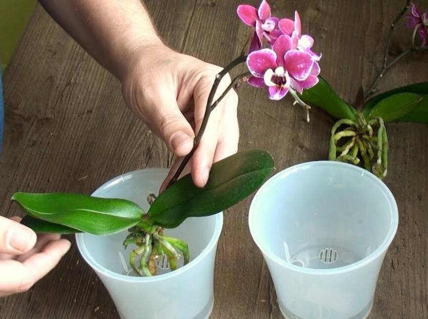 Пересадить орхидею. Орхидея фаленопсис в горшке.