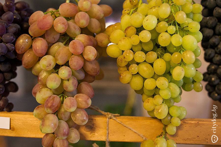 Лучшие сорта винограда в 2020 году: самые урожайные