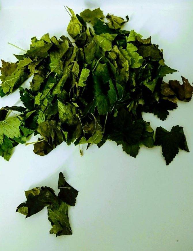 Как ферментировать листья смородины и малины в домашних условиях для чая • siniy-chay.ru