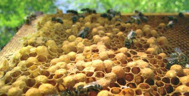 Как предотвратить роение пчёл — методы и признаки