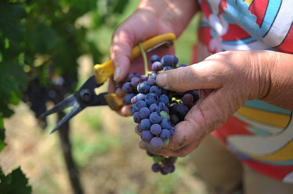 Проверенное качество винограда «кубань» : описание сорта и фото