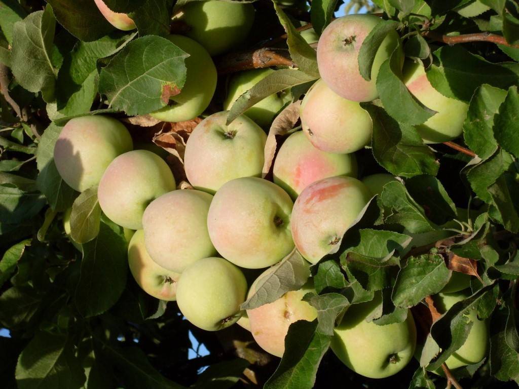 Хотите зимой иметь яблочный урожай — посадите северный синап