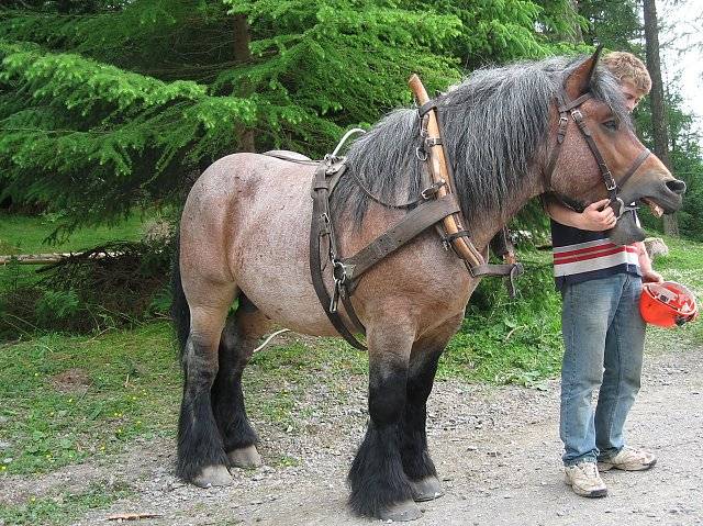 Породы лошадей тяжеловозов: тягловые сильные лошади тяжеловесы, фото самых крупных коней тягачей