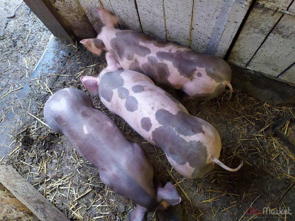 Обзор породы свиней пьетрен
