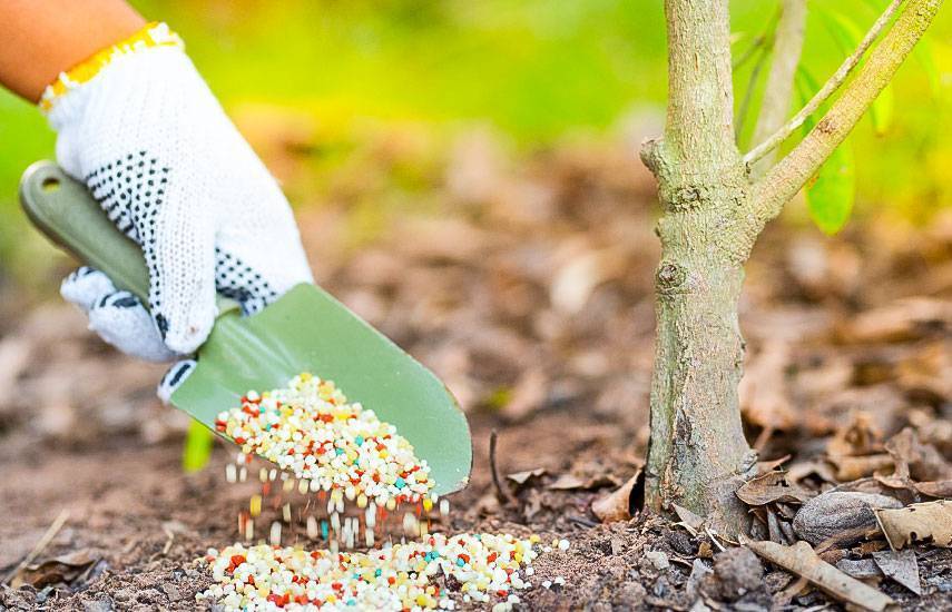 Как ухаживать за вечнозеленым кустарником самшитом