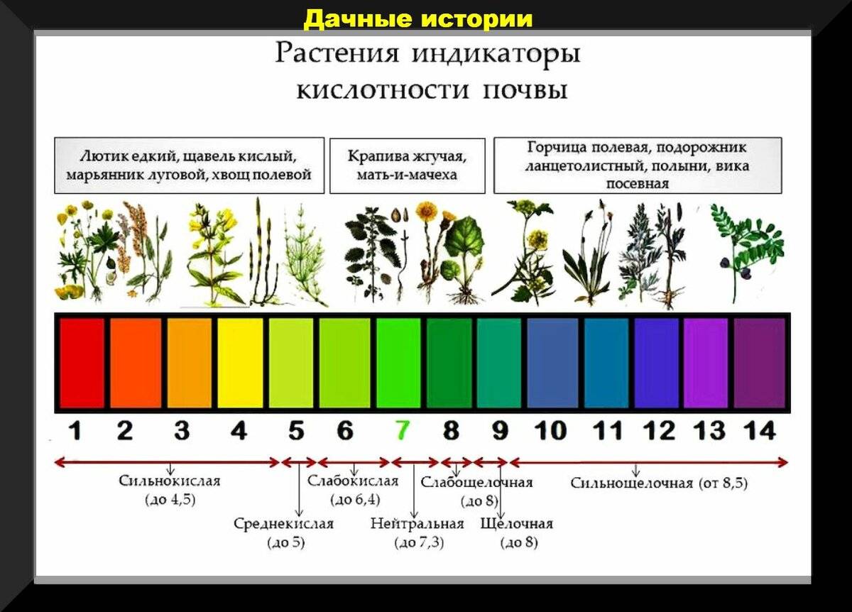 Огород на кислых почвах.какие овощи растут-на каких почвах.. обсуждение на liveinternet