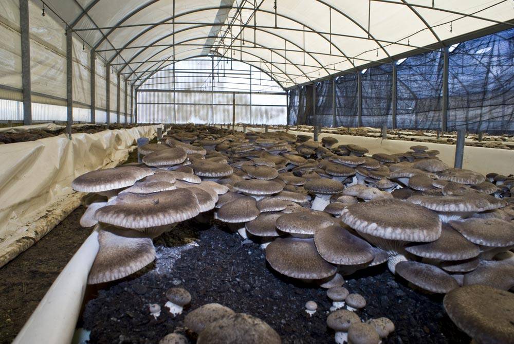 Технология выращивания белых грибов на приусадебном участке: условия и видео, как вырастить мицелий на даче