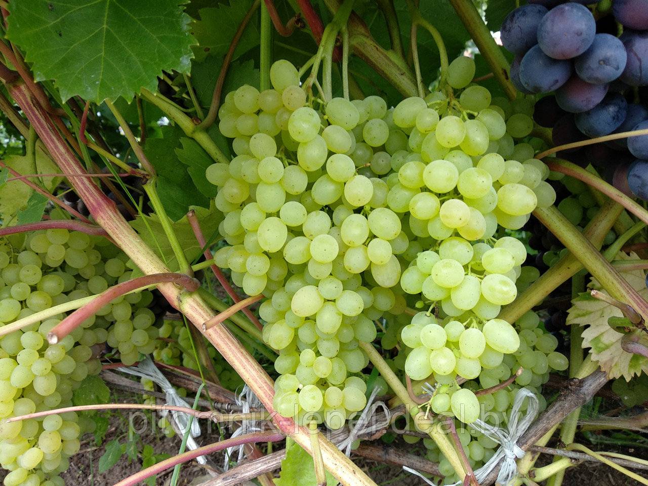 Выращивание винограда Русбол