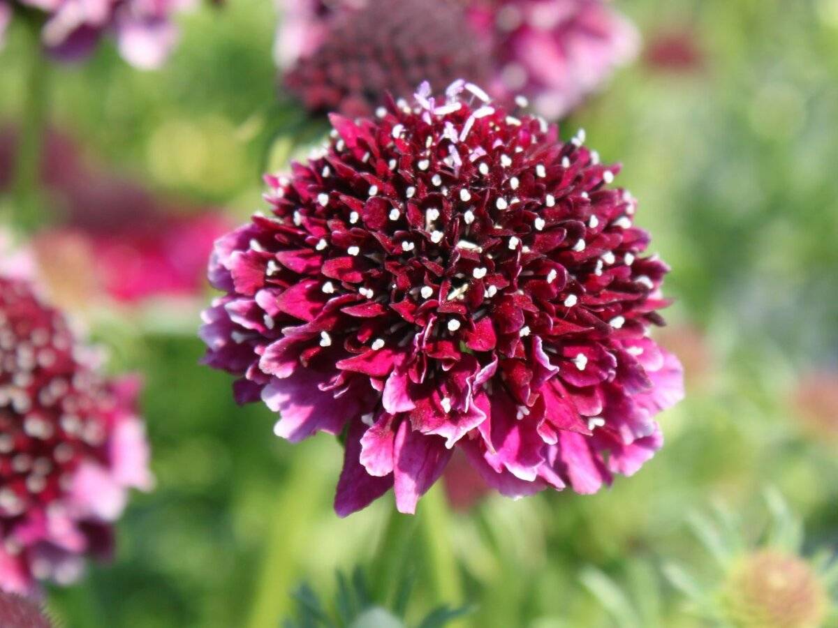 Цветок скабиоза: выращивание из семян, правила ухода, фото сортов и их описание