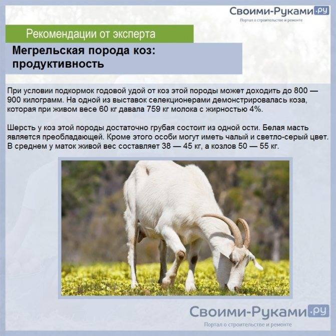 Российские породы коз с фото и описанием