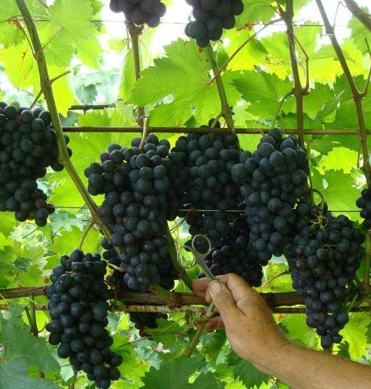 Виноград краса никополя: описание сорта, фото, отзывы