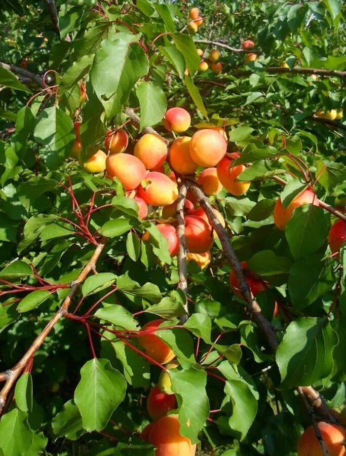 Характеристики абрикоса манитоба - дневник садовода flowersdi.ru