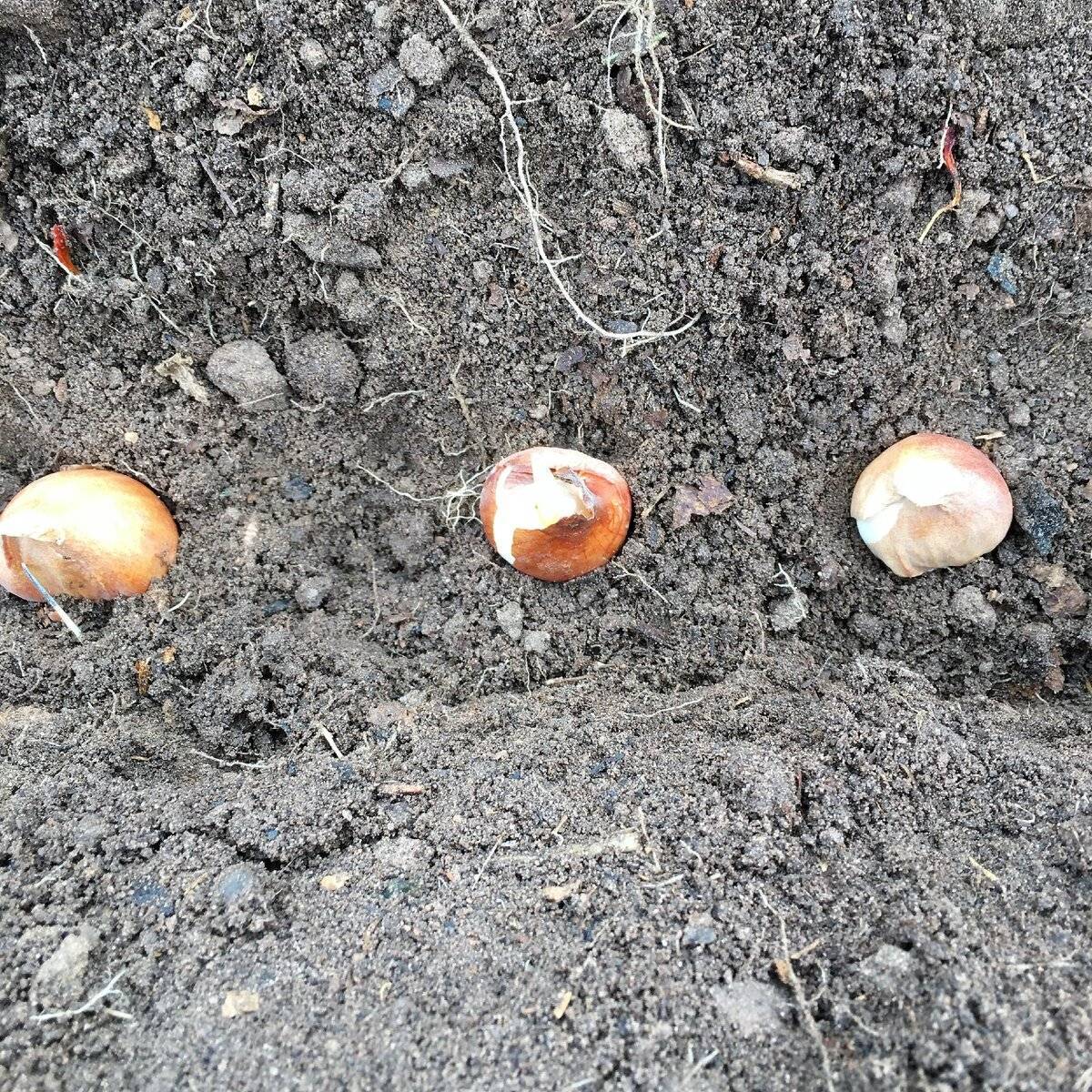 Когда сажать тюльпаны осенью в открытый грунт под зиму в 2019 году как сажать