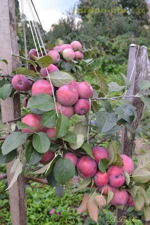 Полукарликовые яблони: посадка и уход, популярные сорта и сбор урожая с фото