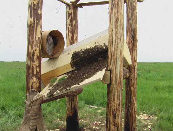 Колодное пчеловодство, особенности содержания пчел в колодах