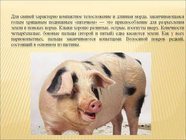 Породы поросят с фото. особенности свиней разных пород с фотографиями и описанием