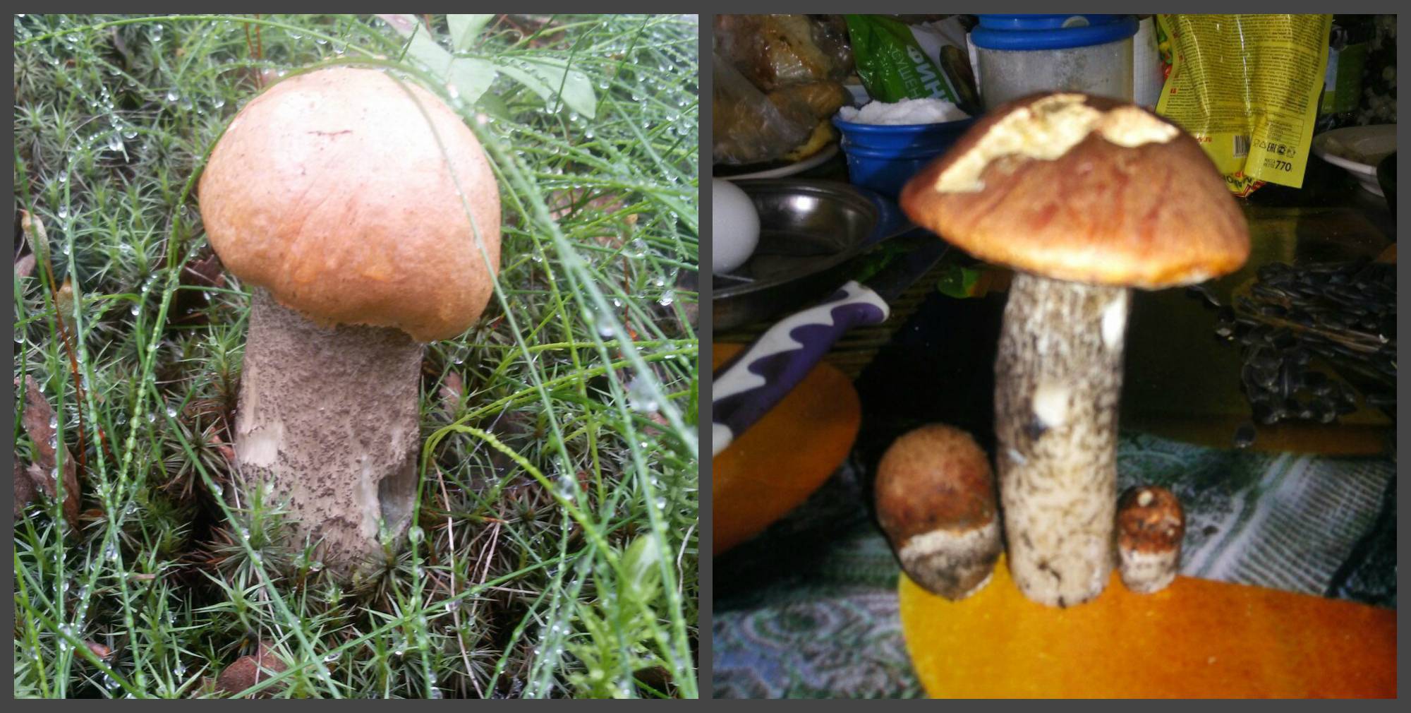 Съедобные грибы архангельской области фото и описание - дачный мир