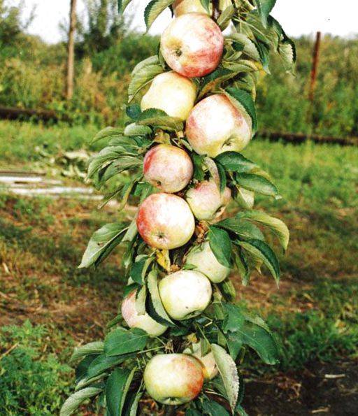 Колоновидная яблоня васюган: описание сорта, фото, отзывы, характеристки