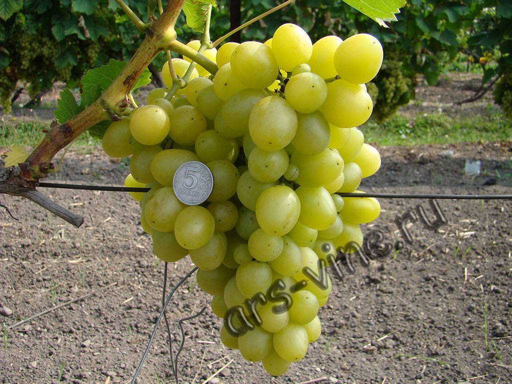 Виноград «Аркадия»: описание сорта, фото, отзывы