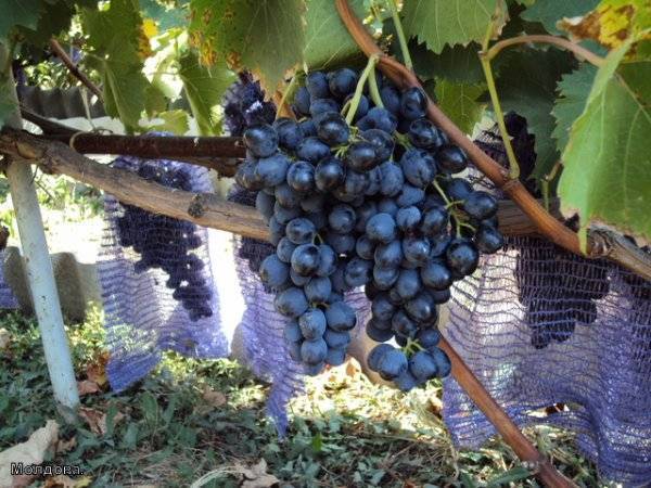 Виноградный сорт ягуар — описание и правила агротехники