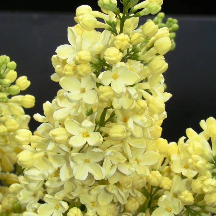 Сирень примроуз (primrose) — описание, посадка и уход