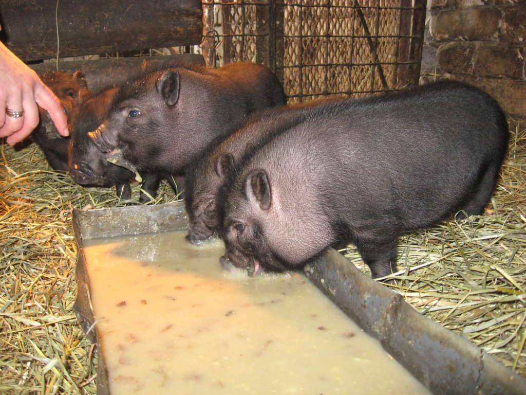 Вьетнамская вислобрюхая свинья: выращивание, опорос 