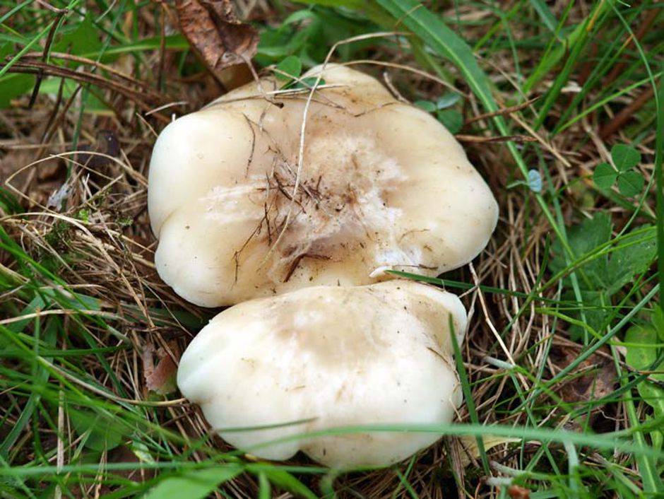 Рядовка луговая гриб фото и описание