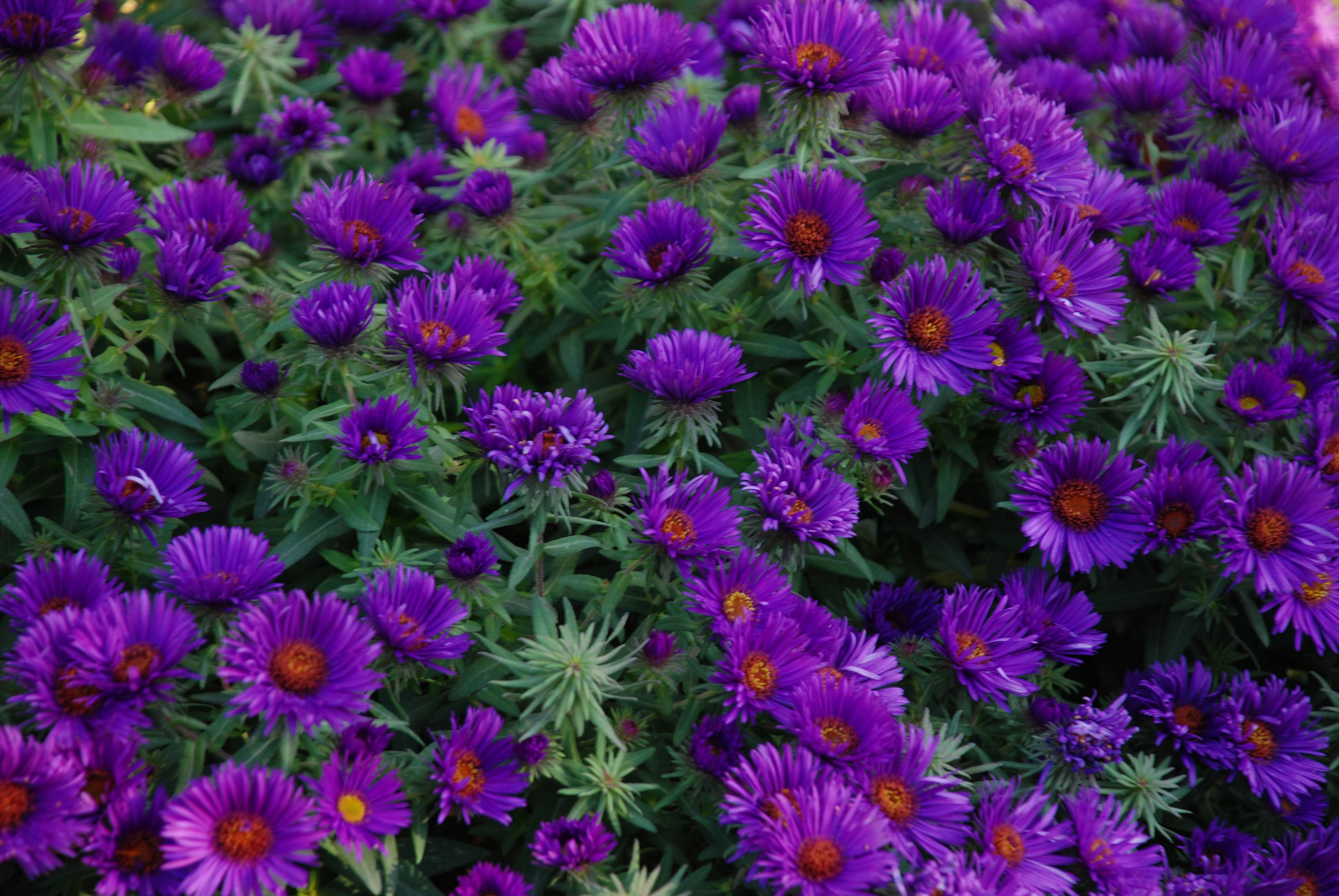 Какие бывают фиолетовые цветы название и фото