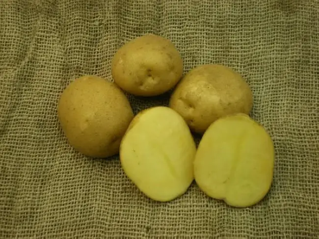 Картофель кемеровчанин: описание сорта, посадка, уход, фото, отзывы