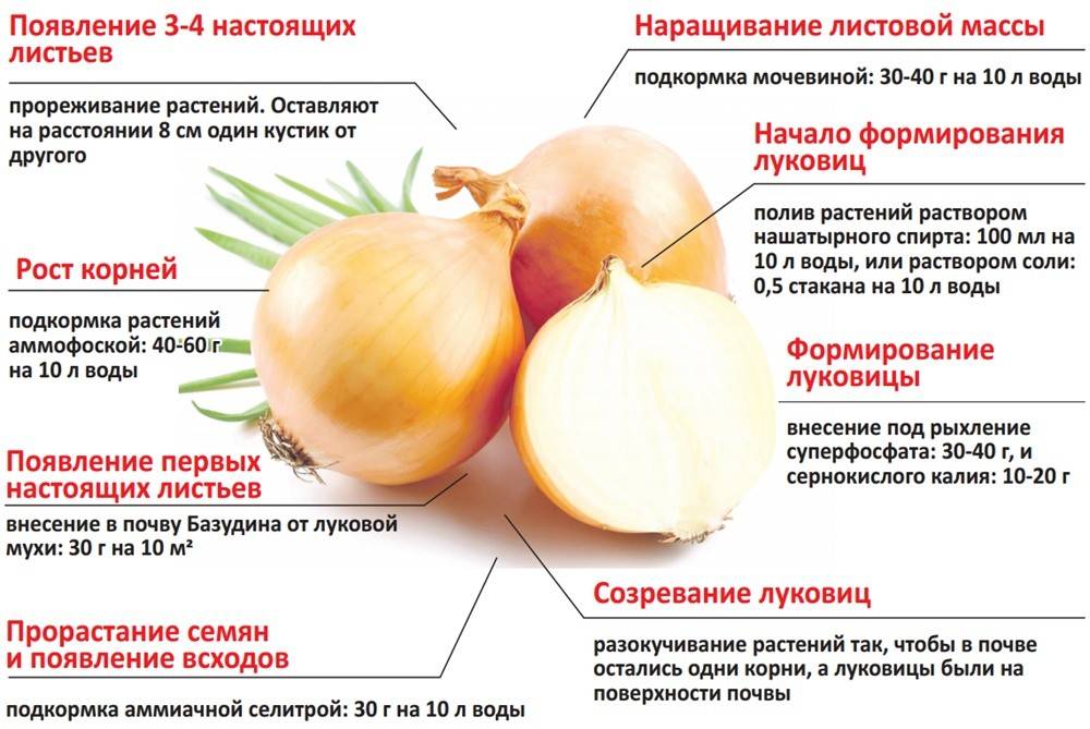 Когда перестают поливать лук | самоделки на все случаи жизни - notperfect.ru