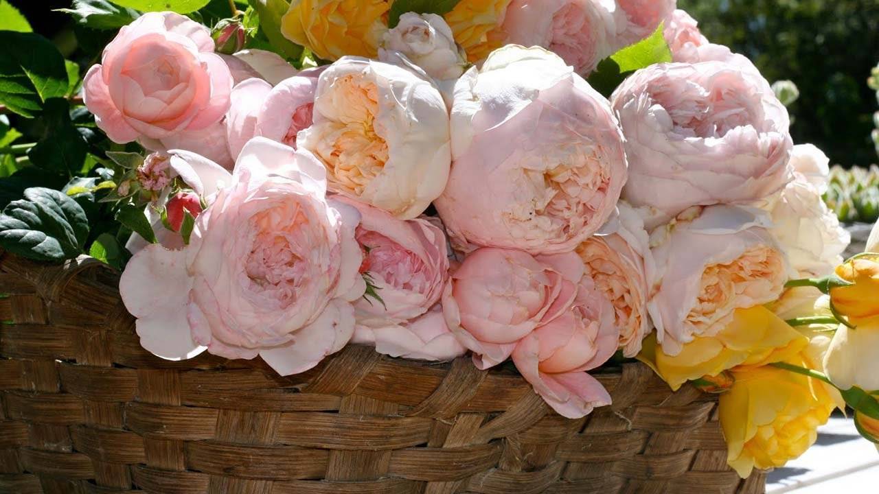 Пионовидные розы — сорта, тонкости выращивания и особенности применения в ландшафтном дизайне