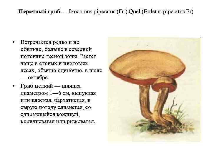 Перечный гриб (chalciporus piperatus)