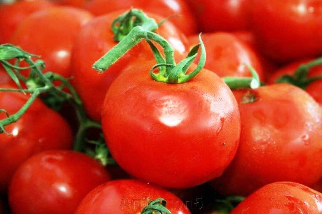Лучшие голландские семена томатов