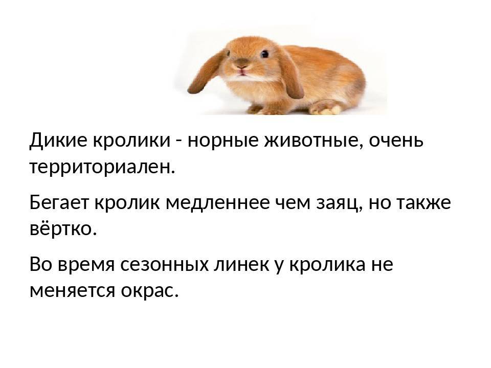 17 интересных фактов о кроликах